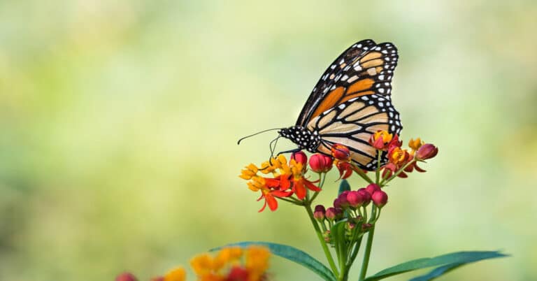 Build A Butterfly Garden