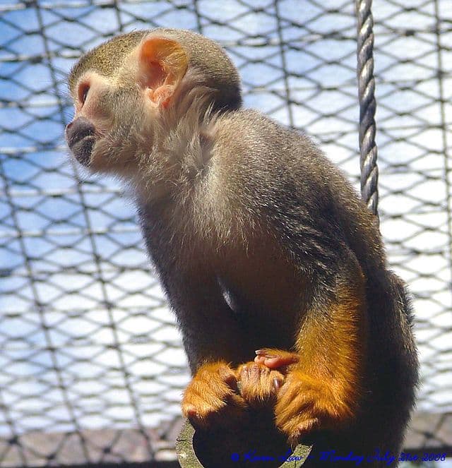 Pet Monkey in Cage