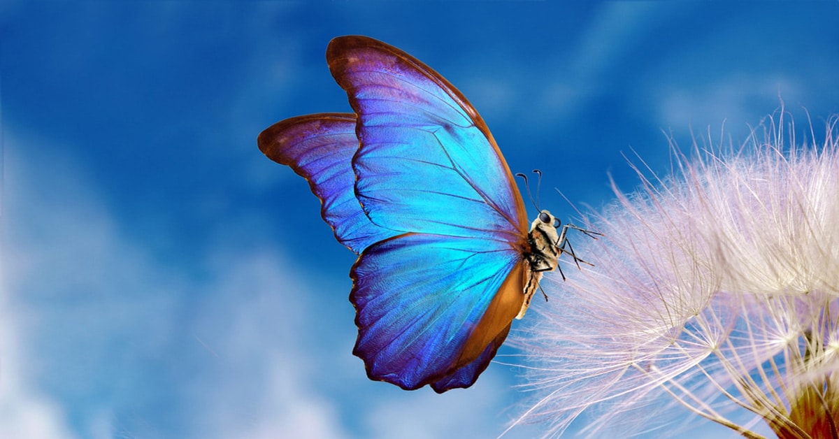 Morpho butterfly and dandelion