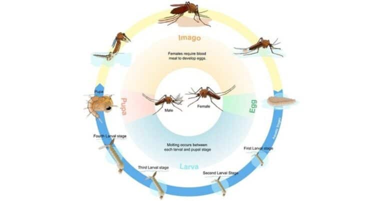 Mosquito Life Cycle – Fascinating Phases and Interesting Facts