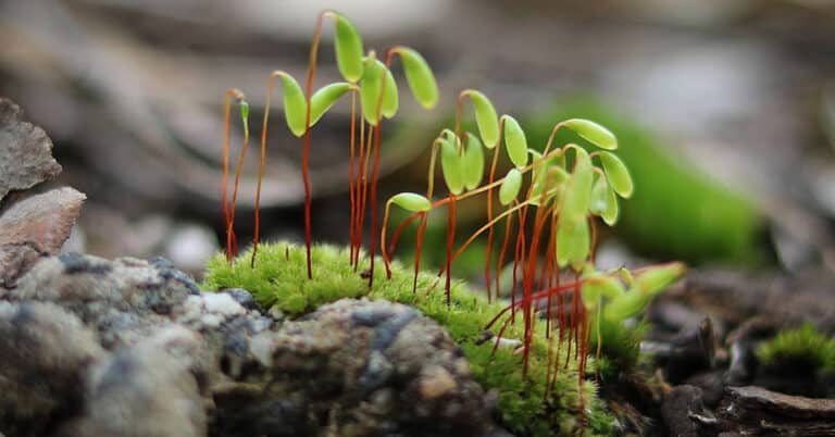Moss Life Cycle – Complicated and Impressive Aspects You Should Know