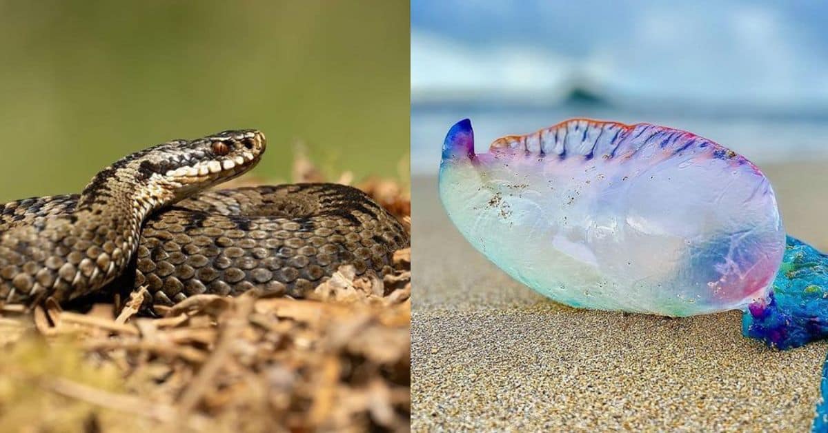 Most Dangerous Animals in the UK to Stay Away From