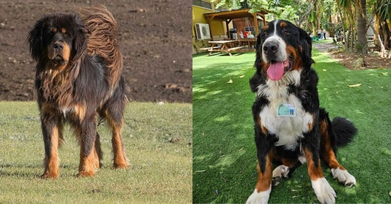 5 Mountain Dog Breeds: A Comprehensive Guide to High-Altitude Canines