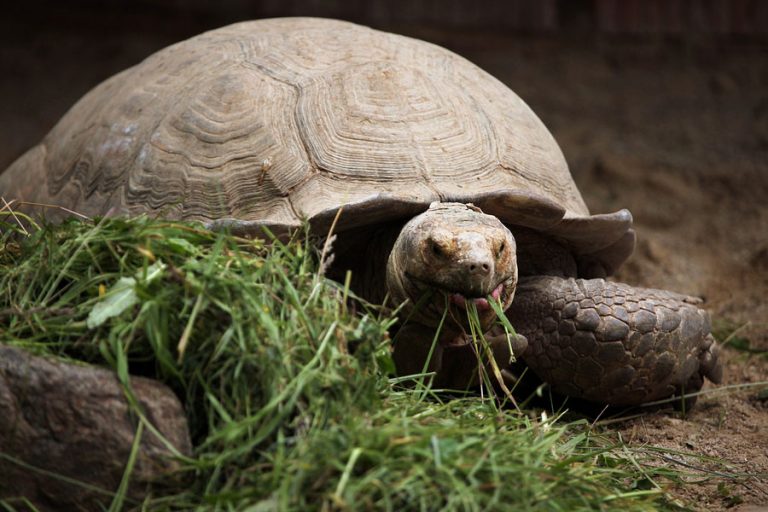 Must-Know Facts About the African Sultaca Tortoise