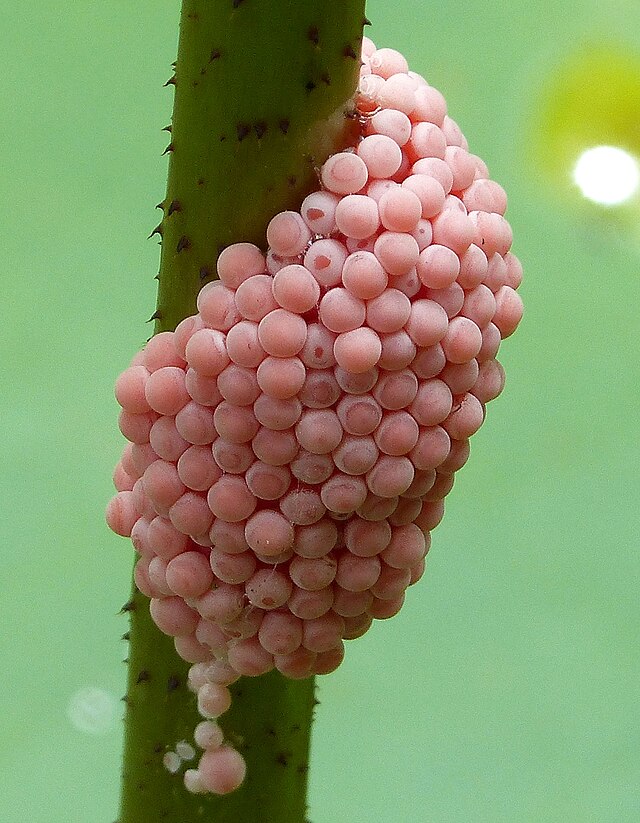 Mystery Snail Eggs close up