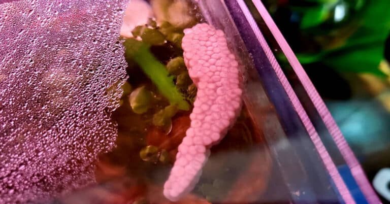 Mystery Snail Eggs – All About Care, Hatching and More