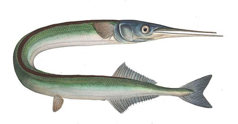 Needlefish – Everything About the Mysterious Resident of the Ocean