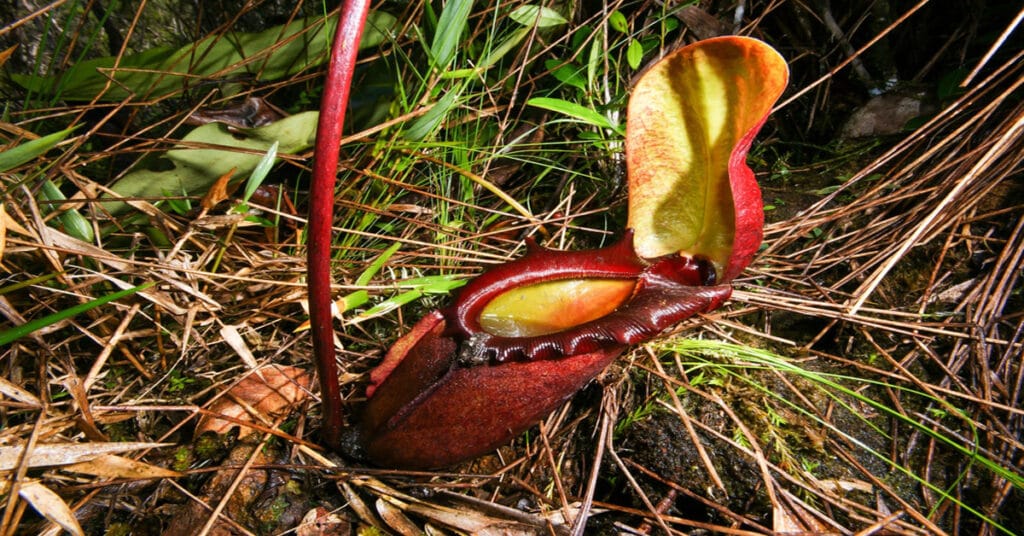Nepenthes