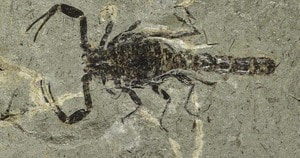 Oldest fossil of scorpion