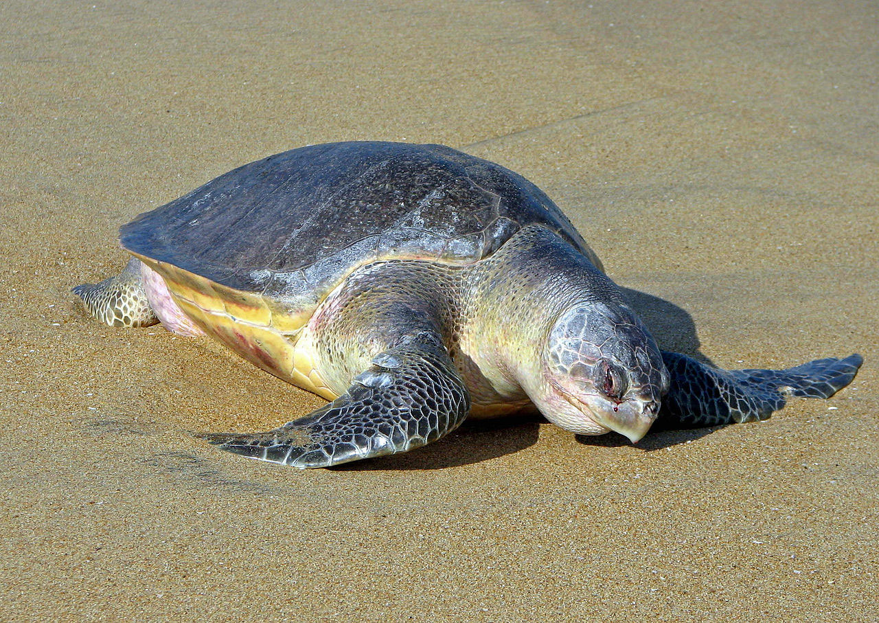 Olive-Ridley-Sea-Turtle - Learn About Nature