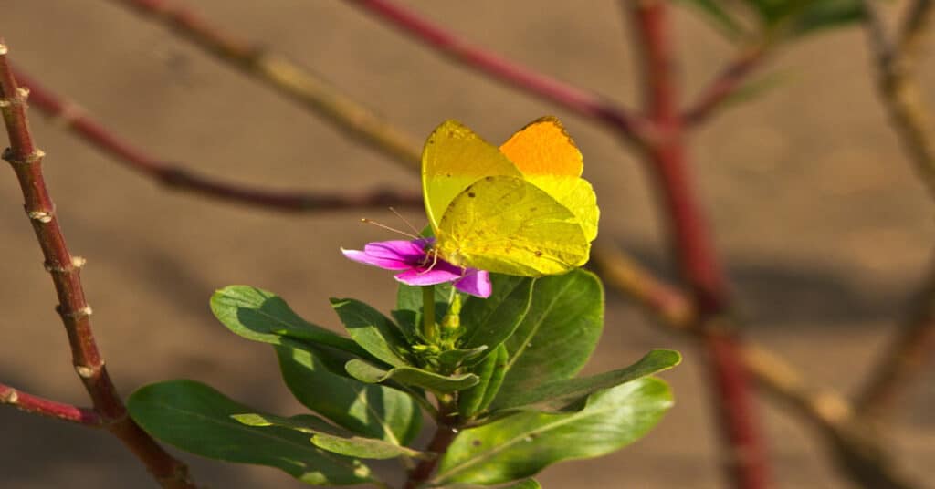 Orange Tip Sulphur Butterfly