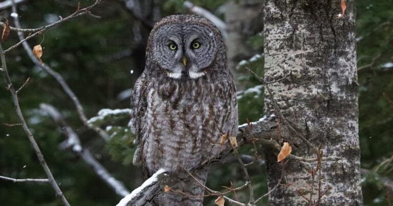 How Long Do Owls Live? Everything You Need to Know About Owl Lifespan!