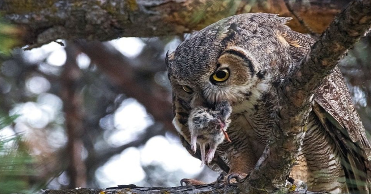 What do owls eat?