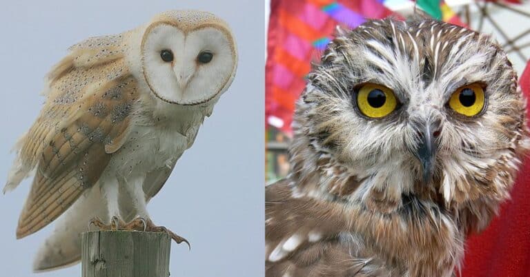 Owls in Florida: 10 Species You Can Observe in the Wild