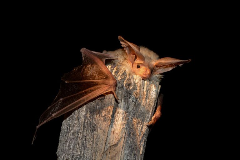 The Pallid Bat