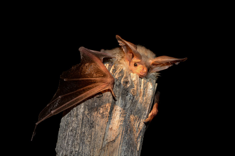 Pallid-Bat