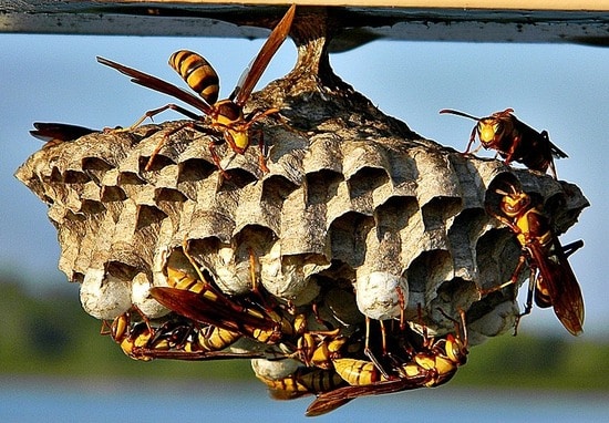 Executioner Wasp nest