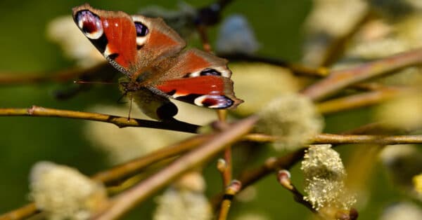 Peacock eye butterfly
