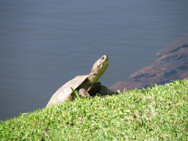 African Helmeted Turtle