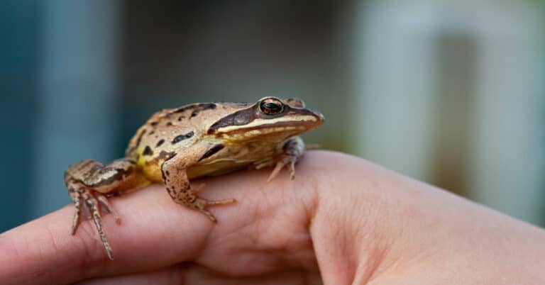 Health Care for Your Pet Frog