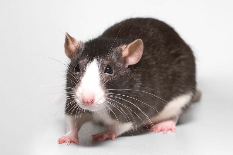 Pet Rat Types