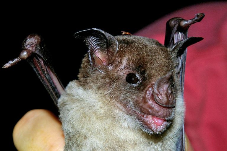 Fun Bat Facts