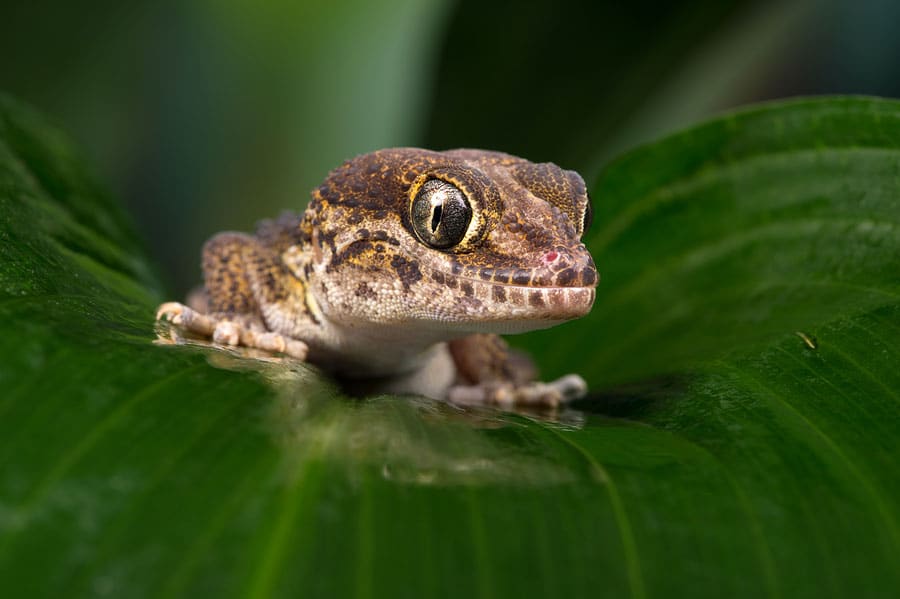 Pictus Gecko
