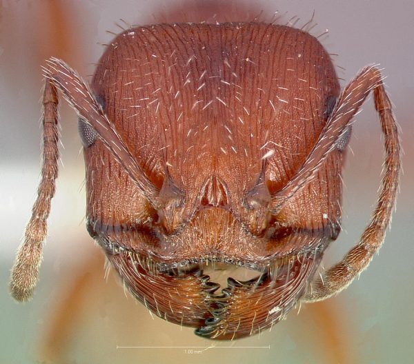 Head view of ant Pogonomyrmex occidentalis