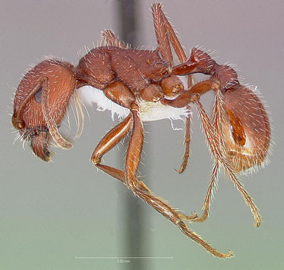 Ant Pogonomyrmex occidentalis
