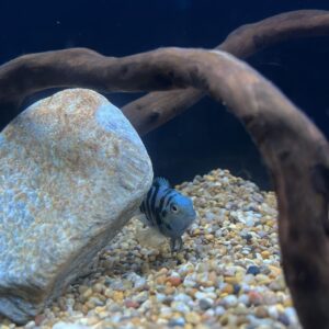 Polar Parrot Fish - A Detailed Guide for Breeding, Diet, and