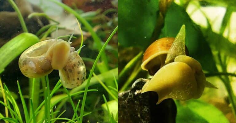 Pond Snails – Complete Guide to Essential Components of Aquatic Ecosystem