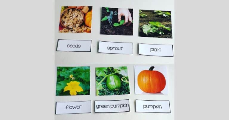 Pumpkin Life Cycle – Journey From Seed to Bright Orange Fruit