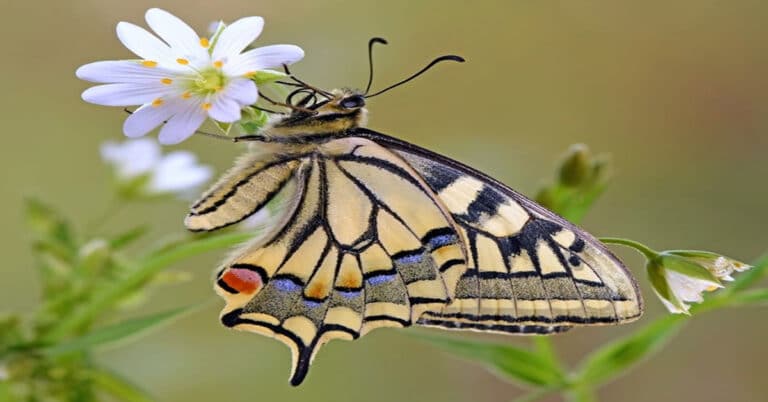 Raising Butterflies: Butterfly Kits for Children