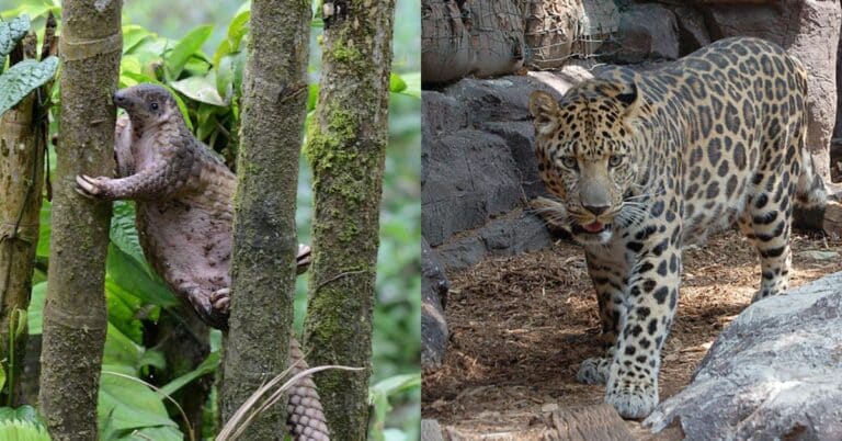 5 Rarest Animals in the World Facing Imminent Extinction