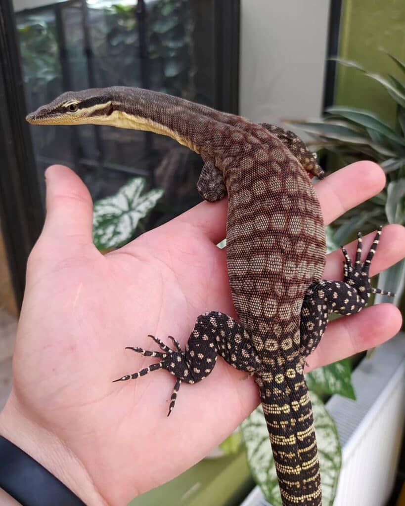 Red Ackie Monitor