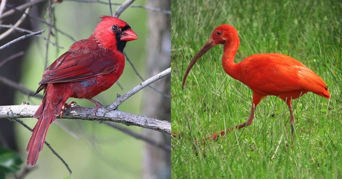 Red Birds: 8 Of The Most Iconic & Science Behind Their Color