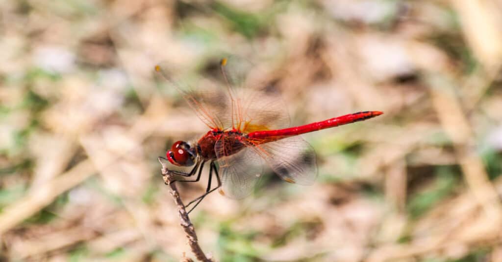 Red Dragonfly Learn About Nature
