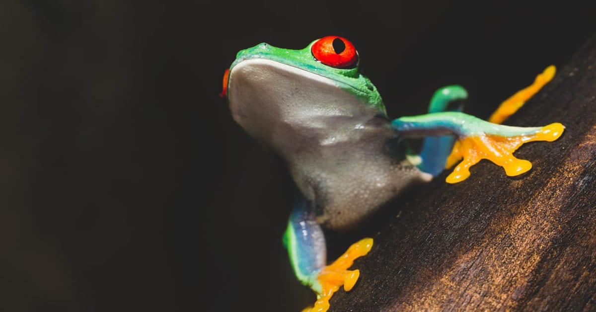 Red-Eyed Tree Frog 1