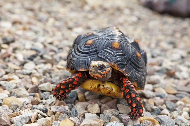 Red Footed Tortoise: Must-Know Facts