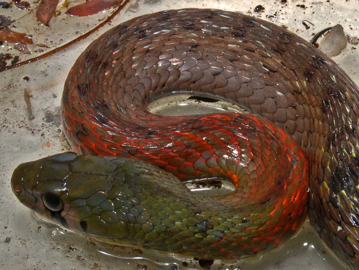 Red Necked Keelback