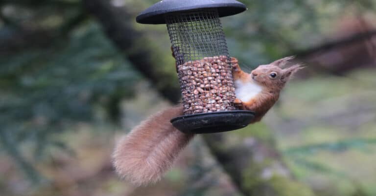 Squirrel Feeders: Which One Is Right For You?