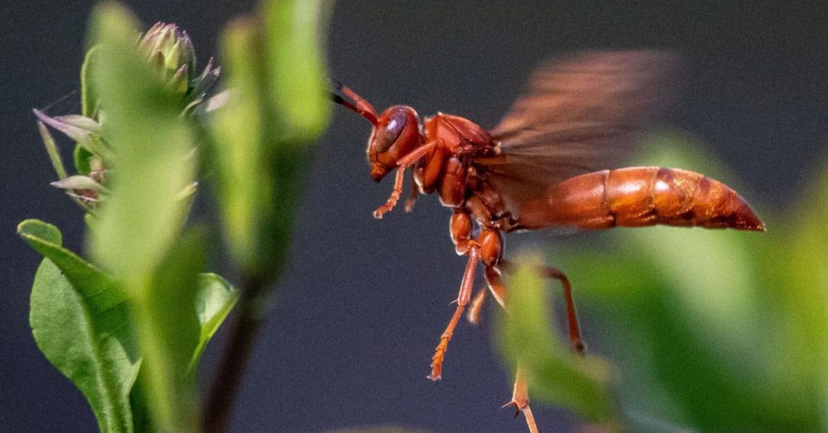 Red Wasp Facts