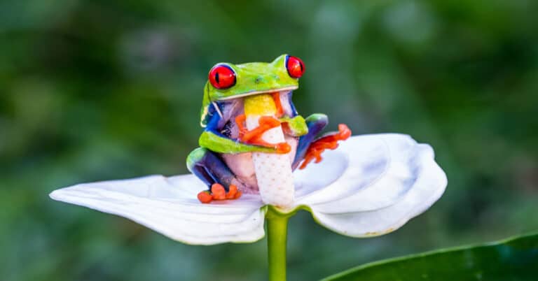 Why Are Frogs So Many Different Colors?