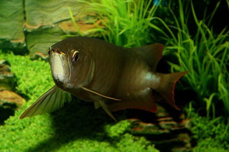 Arowana Fish – Everything about Aquatic World’s Lucky Charm