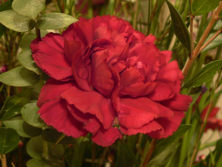 Carnation Flower – Spain’s National Flower and a Tribute to the Gods of Ancient Rome