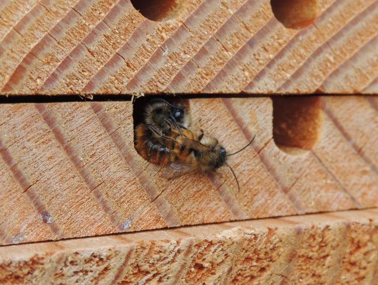 About Mason Bees