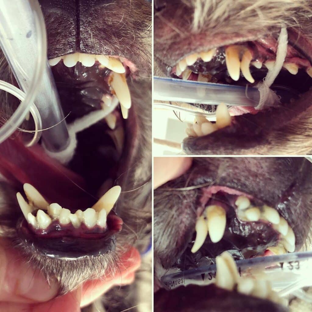 Retained Puppy Teeth