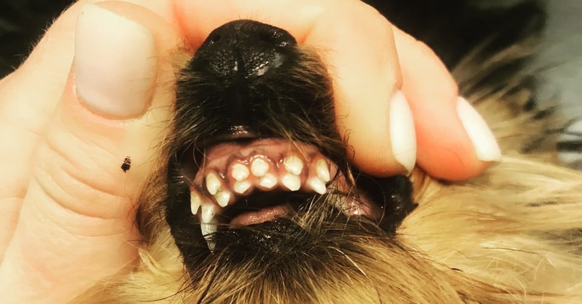 Retained Puppy Teeth