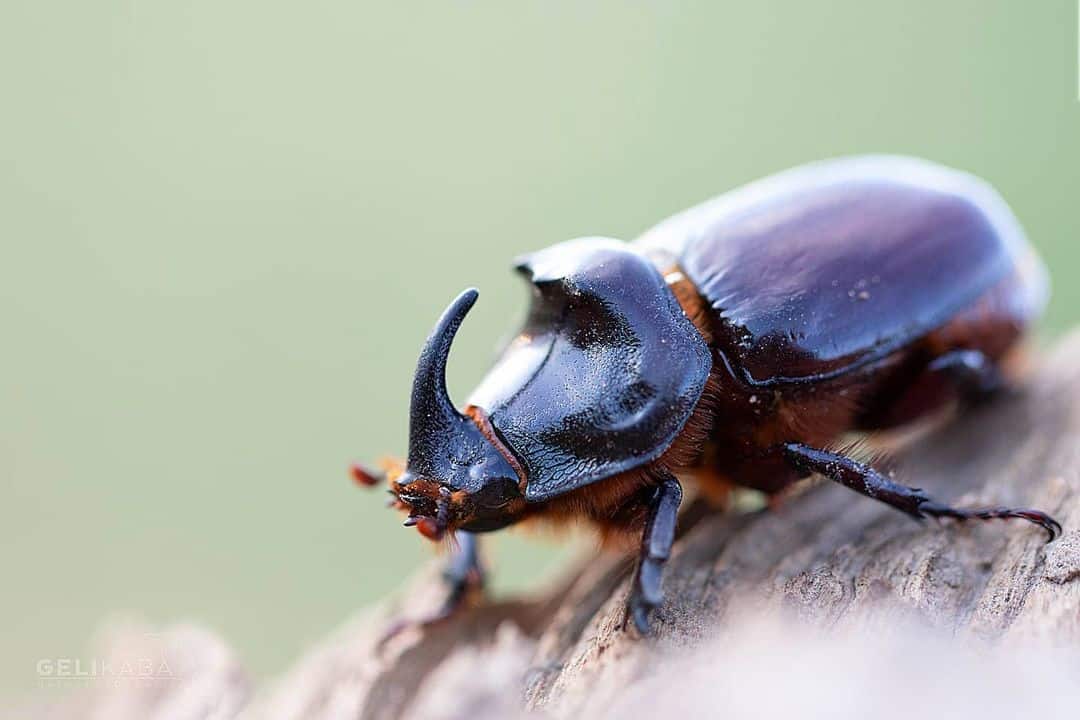 rhinoceros-beetle-learn-about-nature