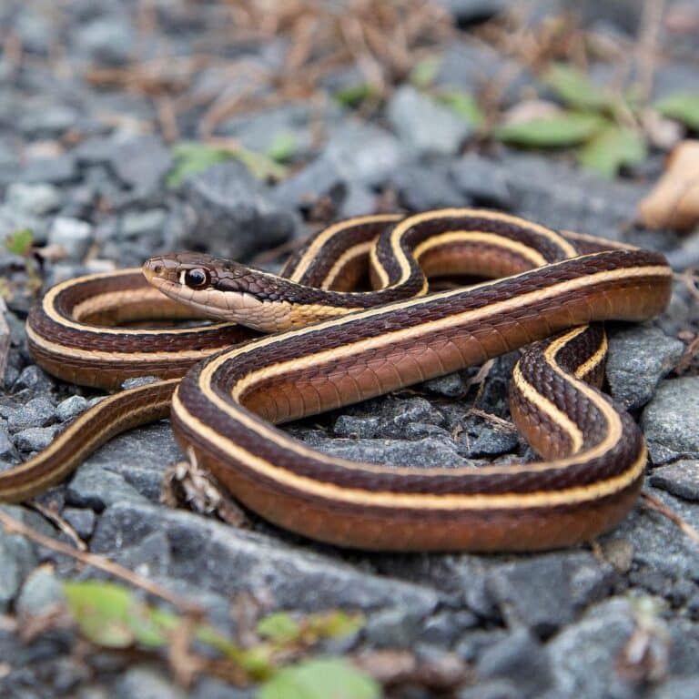 Ribbon Snake Learn About Nature